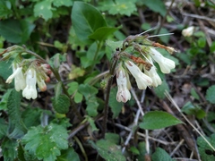 Symphytum grandiflorum