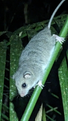 Chestnut Pogonomys photo 5