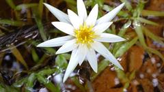 Nymphaea micrantha