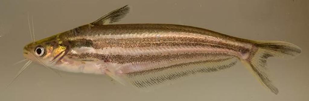 Schilbid Catfishes