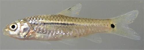 Sierra Leone barb (Enteromius leonensis) — Cyprinidae — 3
