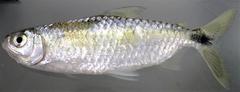 Brycinus imberi