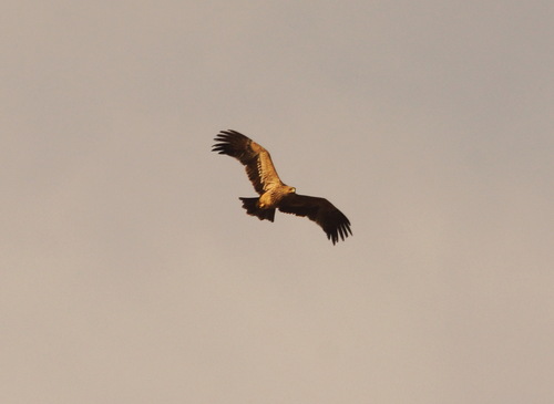 Águila imperial oriental (Aquila heliaca)