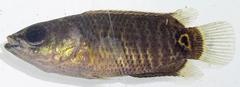 Climbing Perch photo 3