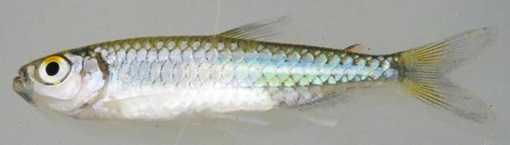 Red-Fin Tetra
