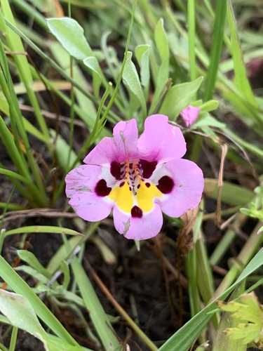 iNaturalist observation photo of tricolor monkeyflower