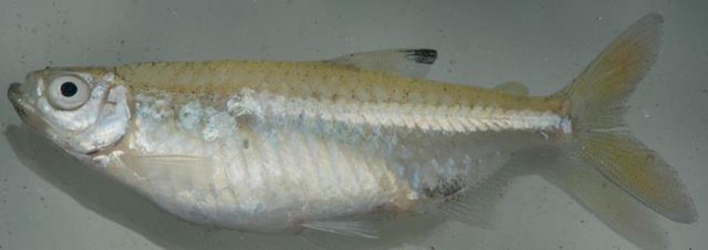 Elongated Robber