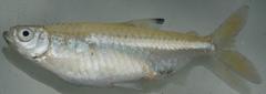 Micralestes elongatus