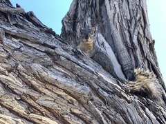 Sciurus niger