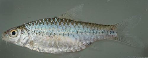 Baudon's barb (Enteromius baudoni) — Cyprinidae — 3