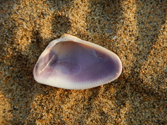 Donax punctatostriatus