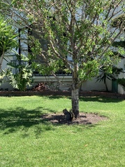 Sciurus niger