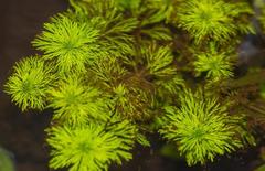 Limnophila