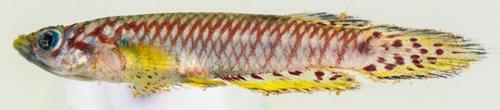 Epiplatys bifasciatus · iNaturalist Ecuador
