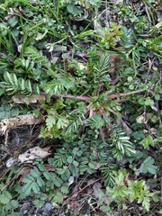 Sanguisorba minor balearica