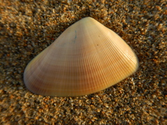 Donax punctatostriatus