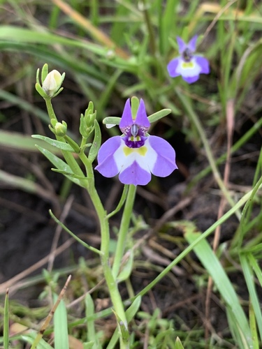 iNaturalist observation photo of Doublehorn Calicoflower
