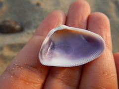 Donax punctatostriatus