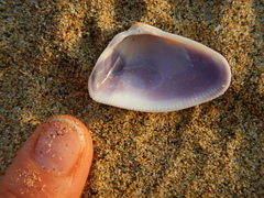 Donax punctatostriatus