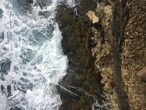 Photo of Mediterranean cystoseira (Cystoseira amentacea)