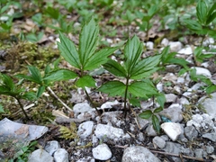 Cardamine quinquefolia