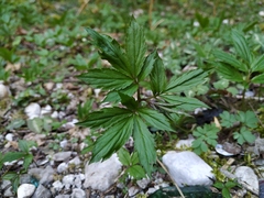 Cardamine quinquefolia