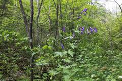 Aconitum fischeri
