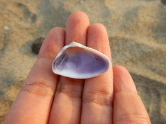 Donax punctatostriatus