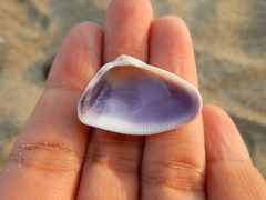 Donax punctatostriatus