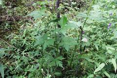 Aconitum fischeri