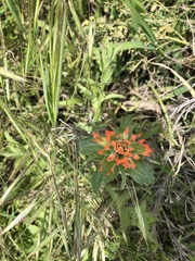 Castilleja wightii