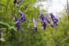 Aconitum fischeri
