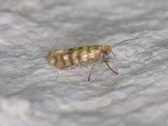 Argyresthia quadristrigella