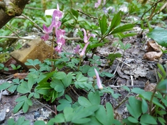 Corydalis caucasica