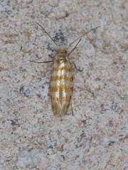 Argyresthia quadristrigella