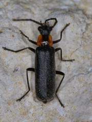 Rhagonycha lineola
