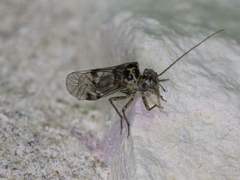 Hyalopsocus striatus