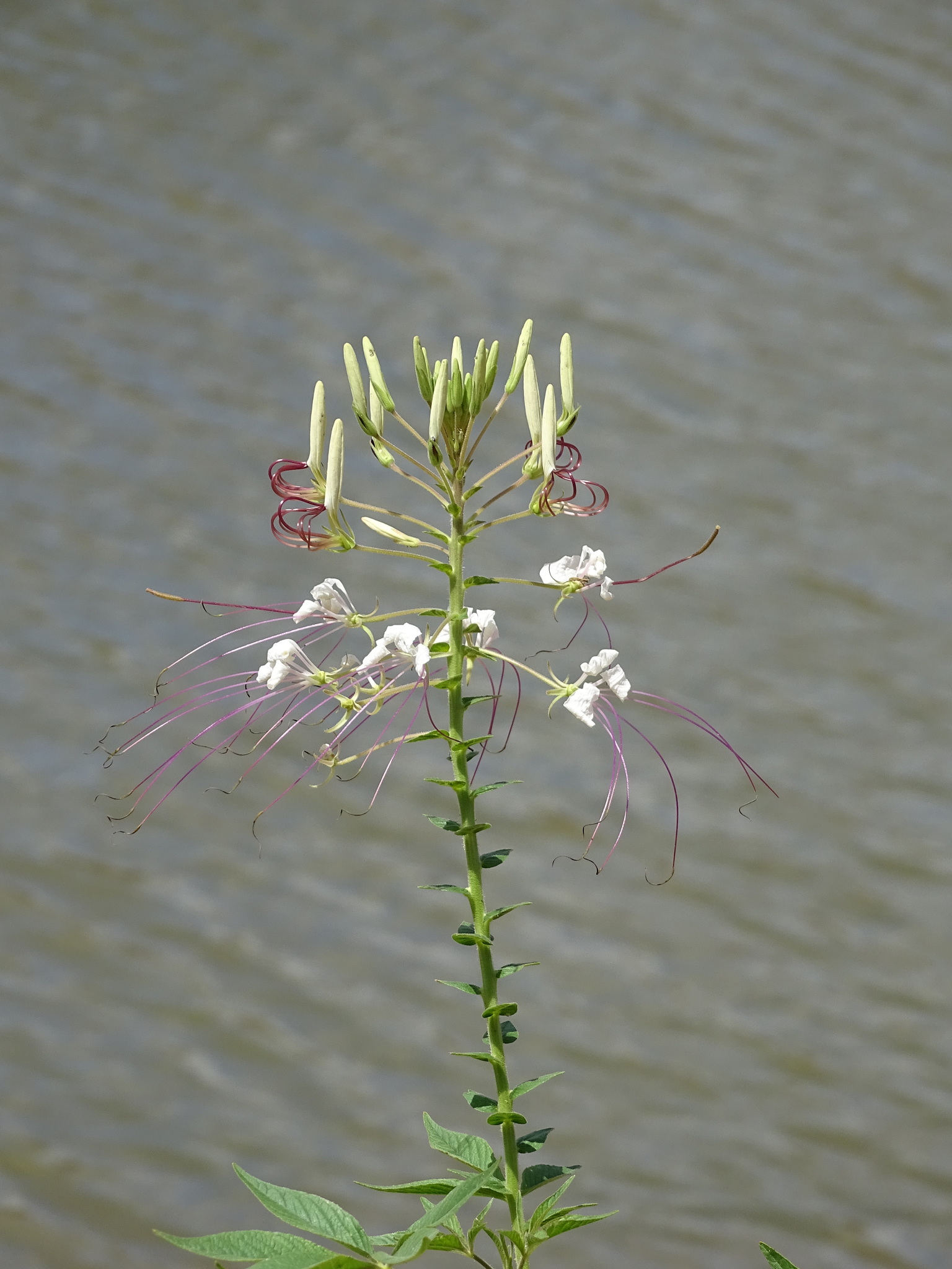 Tarenaya longicarpa