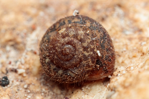 European Snail