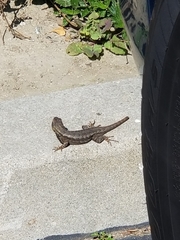Sceloporus occidentalis