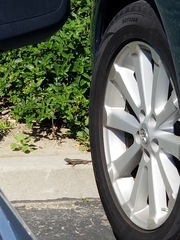 Sceloporus occidentalis