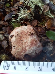 Cortinarius alboroseus