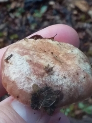 Cortinarius alboroseus