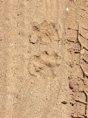 Puma concolor couguar