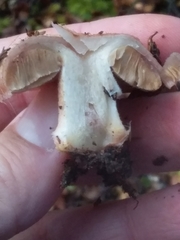 Cortinarius alboroseus