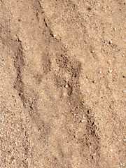 Puma concolor couguar