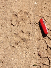 Puma concolor couguar
