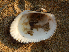 Anadara tuberculosa