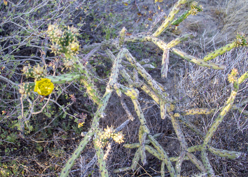 Thurber's Cholla