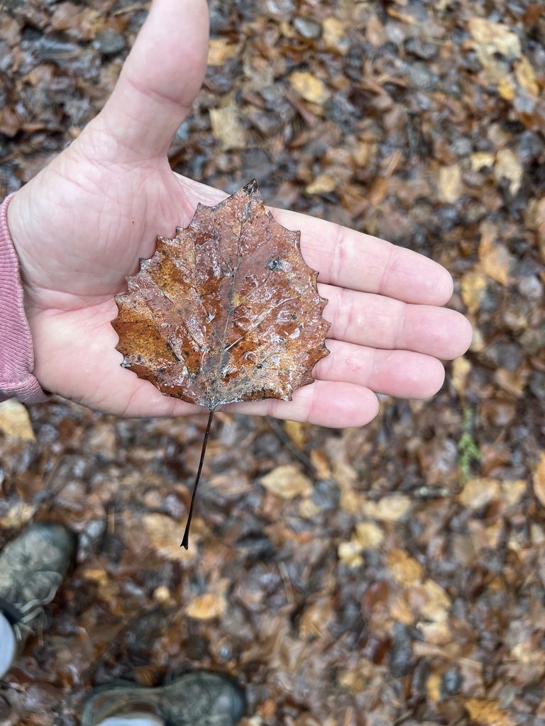 bigtooth-aspen-from-paradise-park-windsor-vt-us-on-december-30-2023